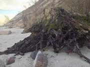 Folgen der Erosion der Steilkste: Baumstubben am Strand von Bansin.