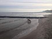 Frhes Bad: Hund am Ostseestrand von Koserow auf Usedom.