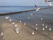 Hungrig: Mwen auf dem Sandstrand des Ostseebades Koserow.