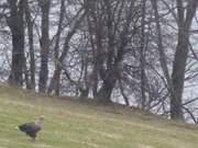 Seeadler am Achterwasser: Greifvogel auf dem Loddiner Hft.