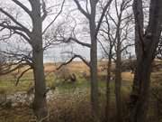 Wasser am Achterwasser: Wiesenland zu Fen des Hftberges.