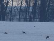 Hungrige Feinschmecker: Rehe auf einem Feld nahe Benz.