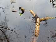 Waldsee "Schwarzes Herz": Schilfwurzel im Wasser.