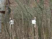 Usedomer Hinterland: Schwne auf dem Waldsee "Schwarzes Herz".