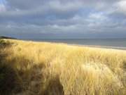 Goldener Strandhafer und blaues Meer: Ostseebad Trassenheide.