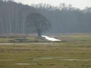 Meliorationsgrben im Wiesenland: Auf der Halbinsel Gnitz.