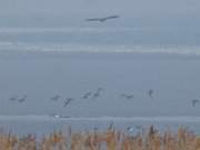 Seeadler bai Gummlin: Jagdausflug ber das Stettiner Haff.