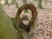 Urwchsige Natur: Zwischen Korswandt, Garz und Kamminke liegt das Zerninmoor.