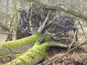 Werden und Vergehen: Umgestrzter Baum im Zerninmoor.