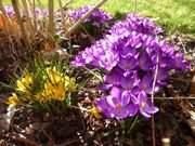 Der Frhling ist da: Blten im Garten der Steinbock-Ferienwohnungen.