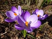 An den Steinbock-Ferienwohnungen: Krokusse blhen im Garten.