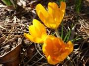 Blten in den Hecken: Frhling im Garten der Steinbock-Ferienwohnungen.