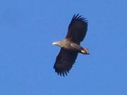 Majestetisch: Ein Seeadler fliegt ber die Steinbock-Ferienwohnungen.