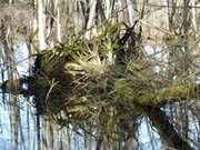 Natrlicher Kreislauf: Umgestrzter Baum im Zerninmoor.