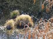 Naturpark Insel Usedom: Tmpel im Zerninmoor.