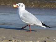 Stolze Besitzerin eines Brotstcks: Mwe am Strand von Trassenheide.