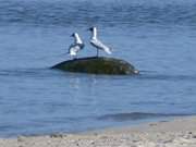 Endlich beieinander: Mwenpaar auf einem Findling in der Ostsee.