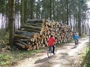 Radweg bei Stubbenfelde: Radfahren auf der Usedomer Inselmitte.