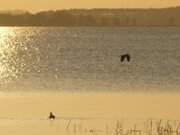 Abendsonne am Achterwasser: Wanderung am Loddiner Hft.