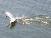 Am Konker Berg bei Pudagla: Schwan auf dem Achterwasser.