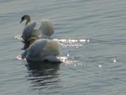 Schwanenpaar auf dem Achterwasser: Frhling auf der Insel Usedom.