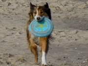 Spaß am Usedomer Ostseestrand: Hund mit Frisbee bei Ückeritz.