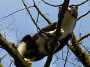 Im Garten der Steinbock-Ferienwohnungen: Kater Igor im Baum.