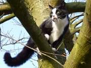 berblick: Kater Igor in der Eiche im Garten der Steinbock-Ferienwohnungen.