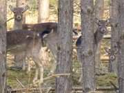 Paradies fr Wildtiere: Mellenthiner Heide im Usedomer Hinterland.