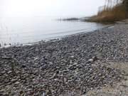 Steinstrand am Achterwasser: Die Ostkste des Loddiner Hfts.