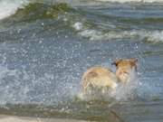 Toller Vorschlag: Stckchensuche in der Ostsee.