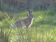 Pnktlich: Im Wiesenland am Achterwasser erscheint der Osterhase.