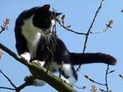 Balanceakt: Kater Igor wendet auf engstem Platz.