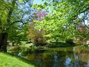 Im Schlosspark: Uralte Bume schmcken den ausgedehnten Park.