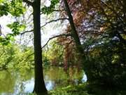 Rotbuchen und Eichen: Am Schlossgraben des Schlosses Griebenow.