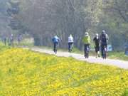 Im Bltenmeer: Kstenradweg auf dem Deich bei Zempin.