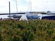 Segelboote im Hafen: Impressionen vom Achterwasserhafen ckeritz.