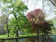 Junges Laub: Burggraben des Wasserschlosses zu Mellenthin.