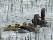 Achterwasserkste von Usedom: Familie Graugans beim Ausflug.