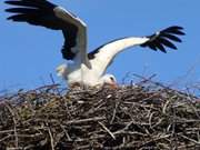 Landung im Nest: Storch im Hinterland Usedoms.