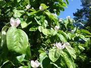 Zuknftige Marmelade und Likr: Quittenblten im Steinbock-Garten.