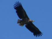 Achterwasserkste bei Zempin: Seeadler am Himmel.