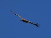 Naturpark Insel Usedom: Seeadler im Flug ber das Achterwasser.