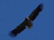 Auf Jagd ber dem Achterwasser: Ein Seeadler zieht seine Kreise.