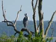 Gefiederpflege: Graureiher an der Haffkste der Insel Usedom.