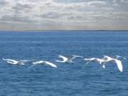 Naturpark Insel Usedom: Flug ber das Oderhaff bei Gummlin.