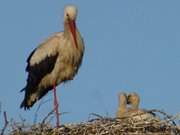 Geschwister: Storchenkcken auf einem Nest in Morgenitz.