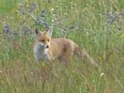 Naturpark Insel Usedom: Junger Fuchs auf der Halbinsel Loddiner Hft.