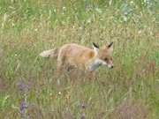Konzentriert unterwegs: Ein junger Fuchs sucht nach Beute.
