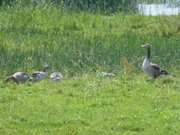 Gnse und Gssel: Im Hinterland der Insel Usedom.